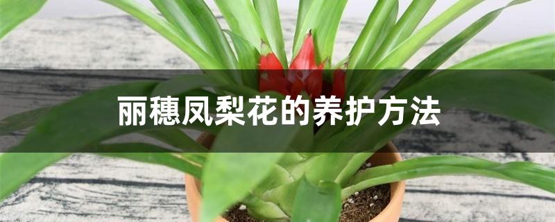 凤梨花怎么养护管理（丽穗凤梨花的养护方法）