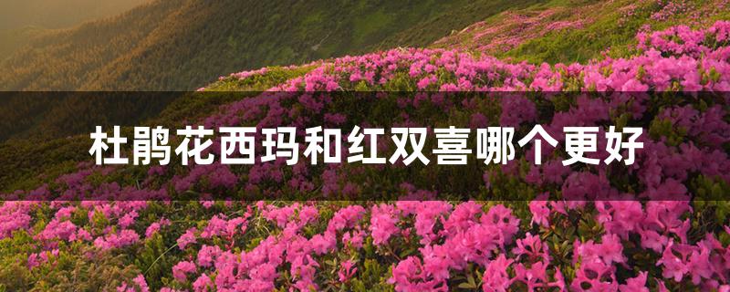 杜鹃花西玛与红双喜区别（杜鹃花西玛和红双喜哪个更好）