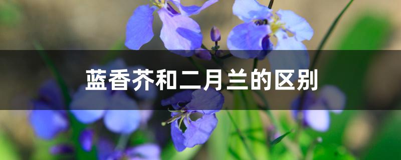 蓝香芥花期（蓝香芥和二月兰的区别）