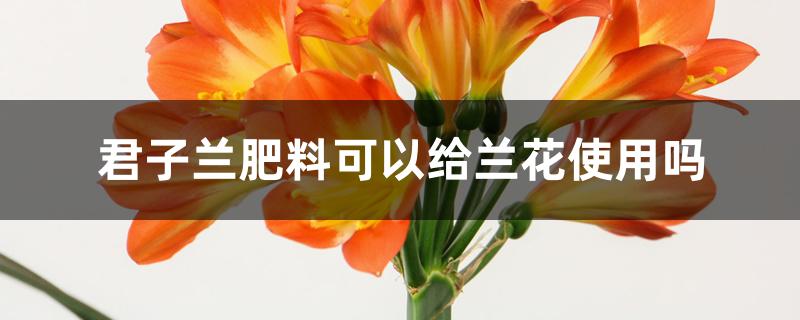 君子兰专用肥可以给兰花用吗?（君子兰肥料可以给兰花使用吗）