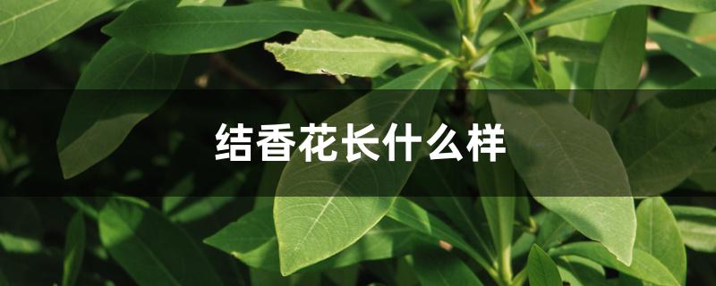 结香花香吗（结香花长什么样）