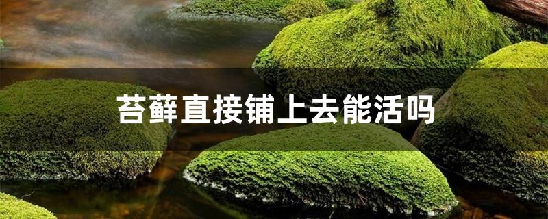 干枯的苔藓还可以养活吗?（苔藓直接铺上去能活吗）