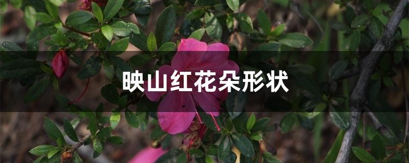 映山红花朵形状似什么（映山红花朵形状）