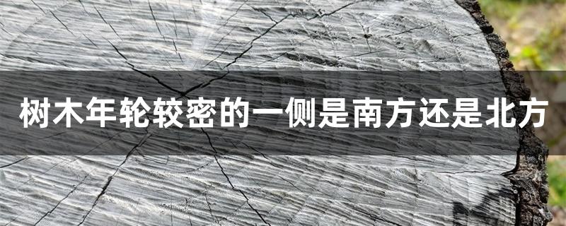 栽种的树木年轮较密的一方向着什么方向（树木年轮较密的一侧是南方还是北方）