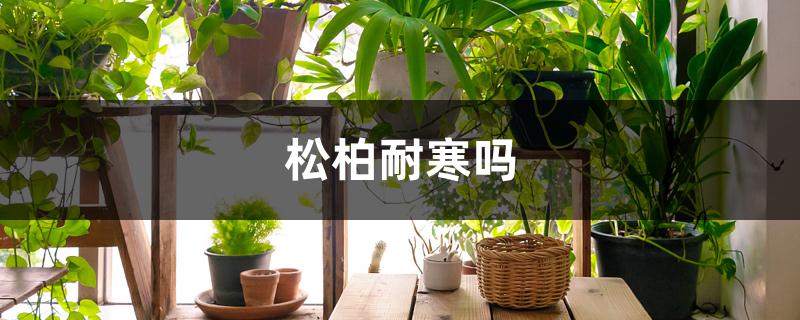 竹柏耐寒吗（松柏耐寒吗）