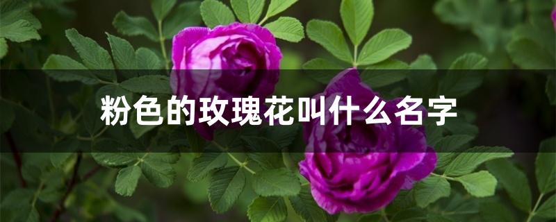 粉色玫瑰叫啥（粉色的玫瑰花叫什么名字）