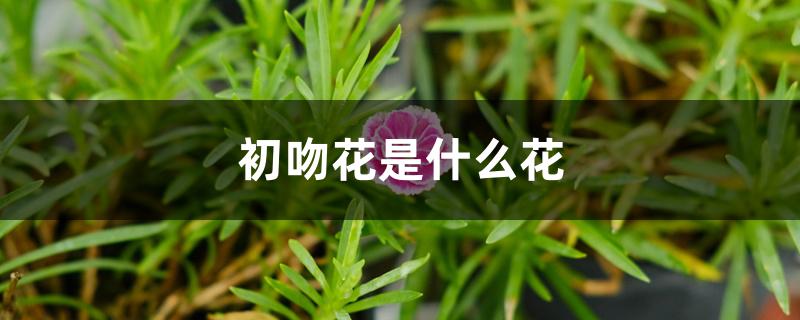 初吻玫瑰花（初吻花是什么花）