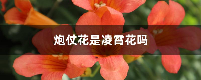 炮仗花和凌霄花哪个花期长（炮仗花是凌霄花吗）