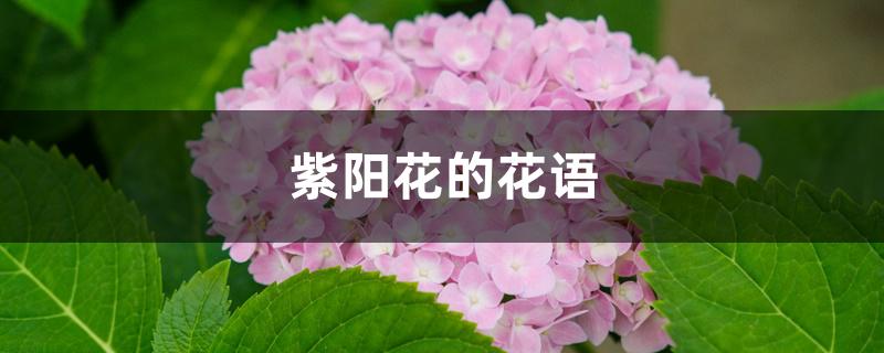 紫阳花的花语善变（紫阳花的花语）