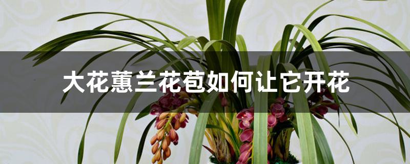 怎样让大花蕙兰开花（大花蕙兰花苞如何让它开花）