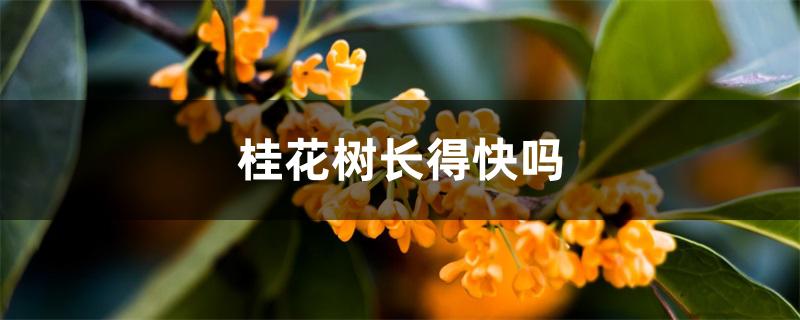 桂花树生长速度（桂花树长得快吗）