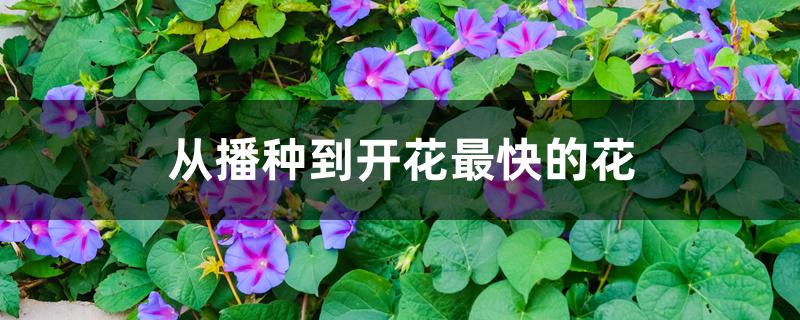 什么花种子开花快（从播种到开花最快的花）