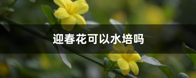 迎春花怎么浇水（迎春花可以水培吗）