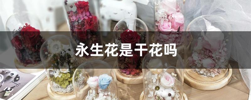 永生花和干花有啥区别（永生花是干花吗）