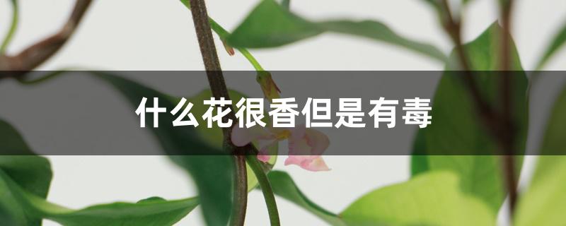 什么花的气味有毒（什么花很香但是有毒）