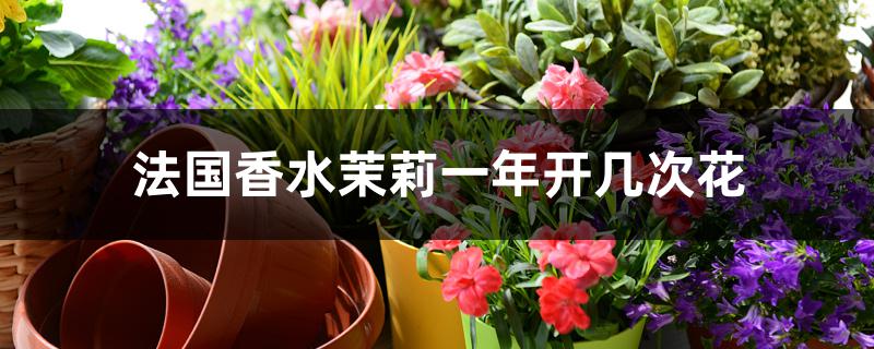 法国香水茉莉开花香吗（法国香水茉莉一年开几次花）