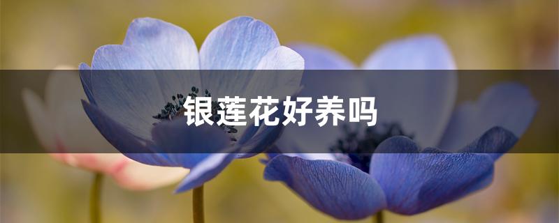 银莲花的养殖方法和注意事项（银莲花好养吗）