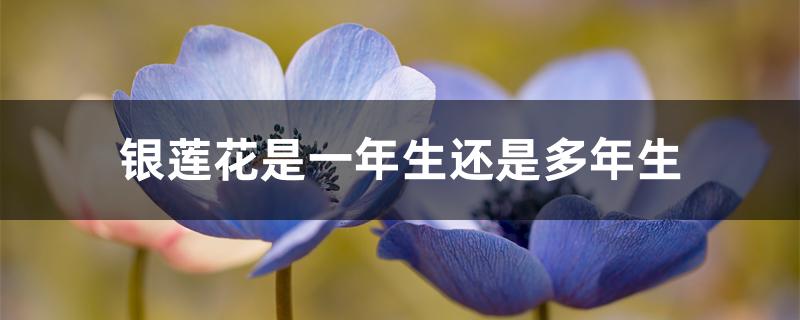 金银花是多年生还是一年生（银莲花是一年生还是多年生）