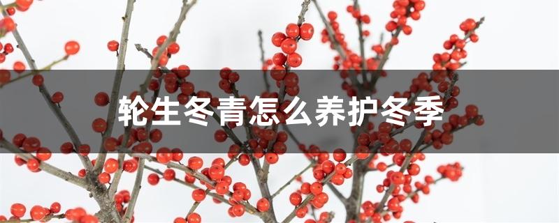 冬青树冬天怎么养护（轮生冬青怎么养护冬季）