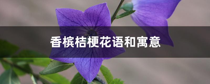 香槟色洋桔梗的花语和寓意（香槟桔梗花语和寓意）