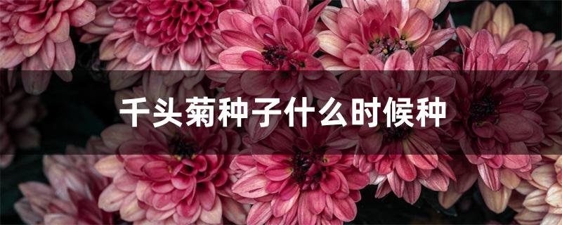 千头菊种子长什么样（千头菊种子什么时候种）