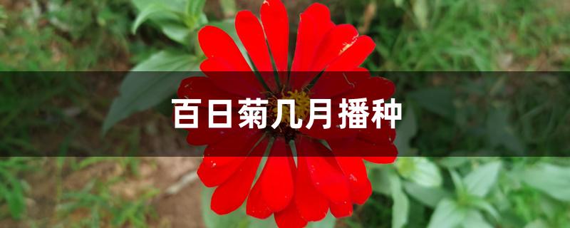 千日菊什么时候播种（百日菊几月播种）