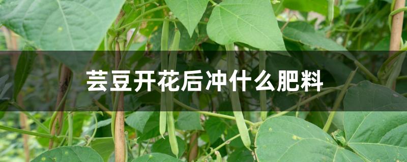 芸豆花前能不能施肥（芸豆开花后冲什么肥料）