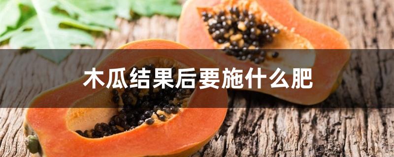 木瓜挂果后施什么肥（木瓜结果后要施什么肥）