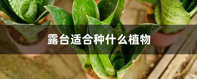 （露台适合种什么植物）