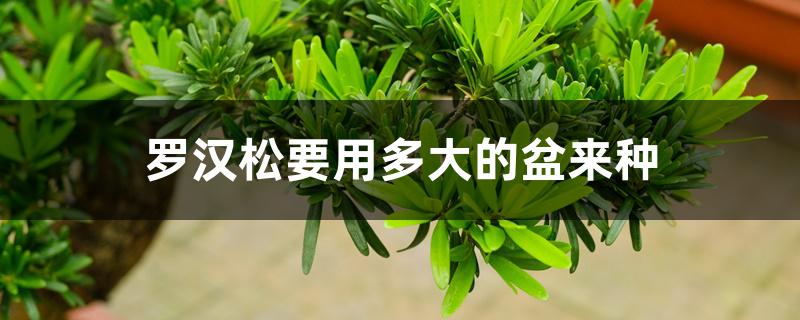 养罗汉松用多大的花盆（罗汉松要用多大的盆来种）