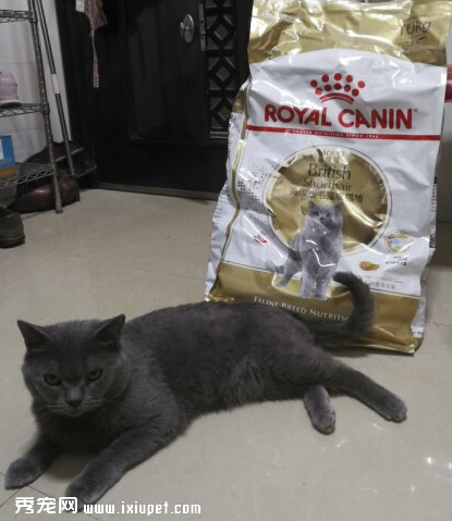 英短蓝白猫粮推荐（有什么适合英短蓝猫的猫粮）