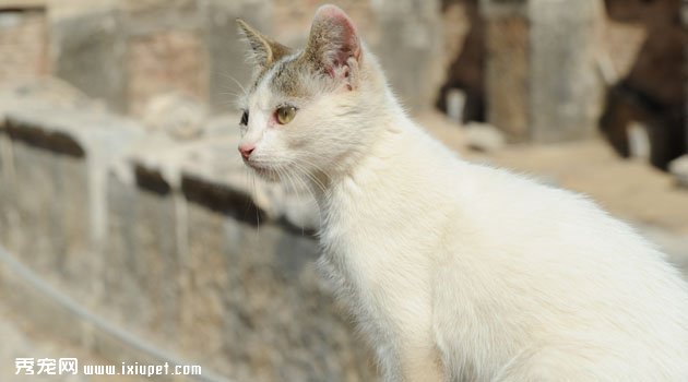 土耳其梵猫寿命（土耳其梵猫好养吗）