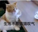 （猫咪为啥爱吃鱼）