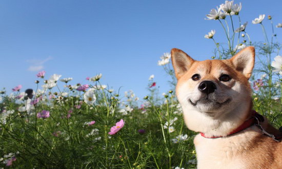 腊肠犬价格介绍「腊肠犬多少钱一个」