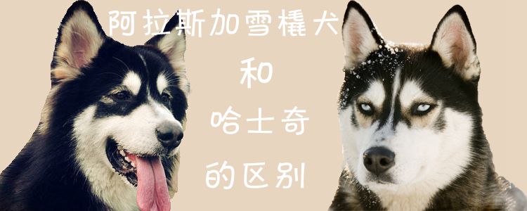 阿拉斯加雪橇犬和哈士奇的区别1