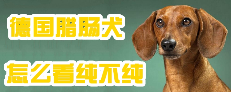 德国腊肠犬怎么看纯不纯