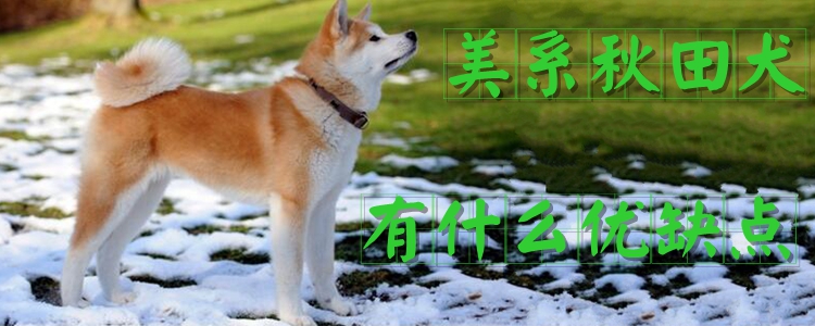 美系秋田犬有什么优缺点