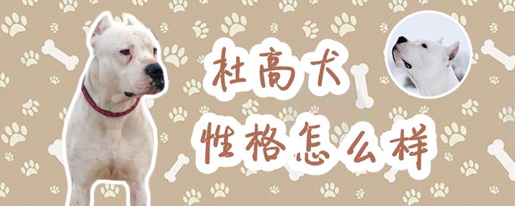 杜高犬性格怎么样