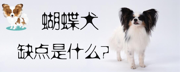 蝴蝶犬的缺点是什么