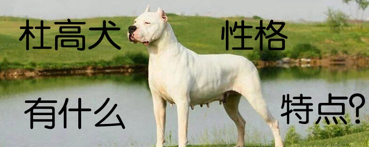 杜高犬性格有什么特点