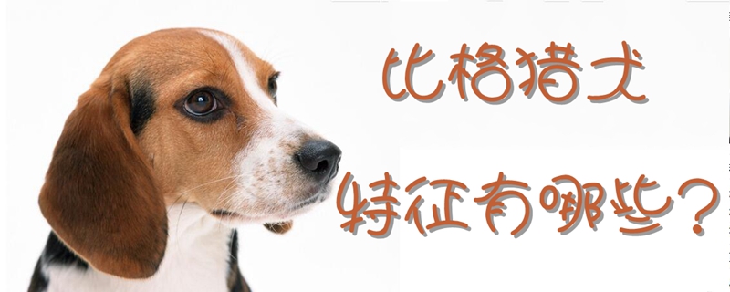 比格猎犬的特征有哪些