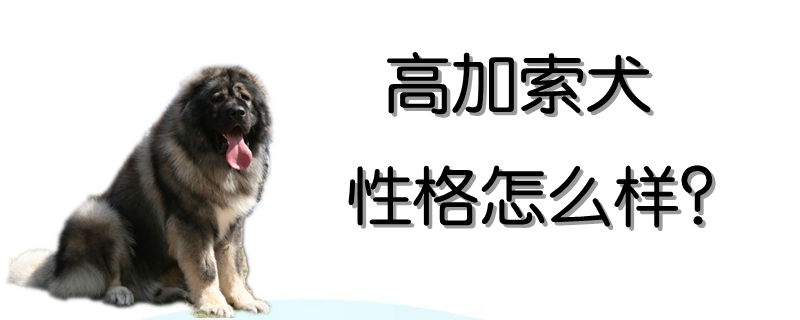 高加索犬性格怎么样