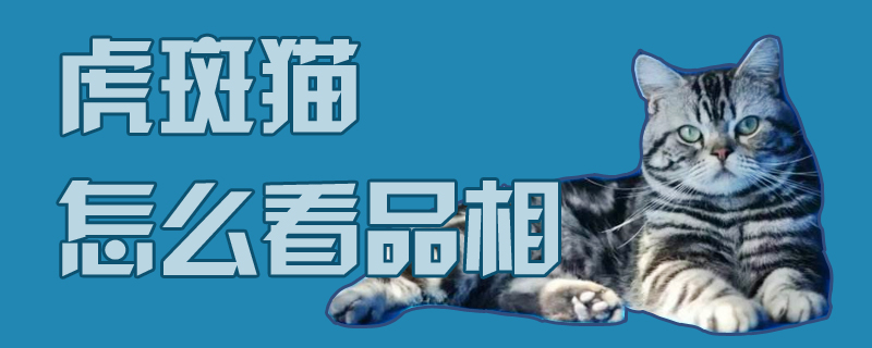 虎斑猫怎么看品相