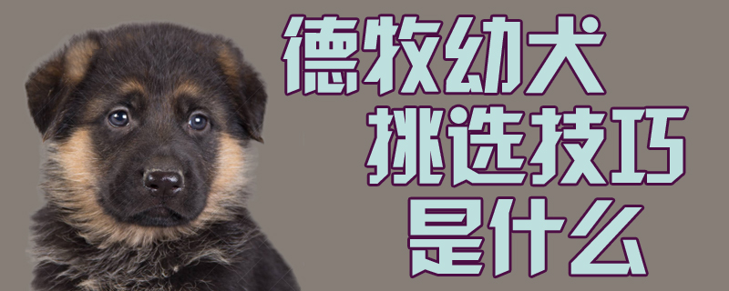 德牧幼犬挑选技巧是什么