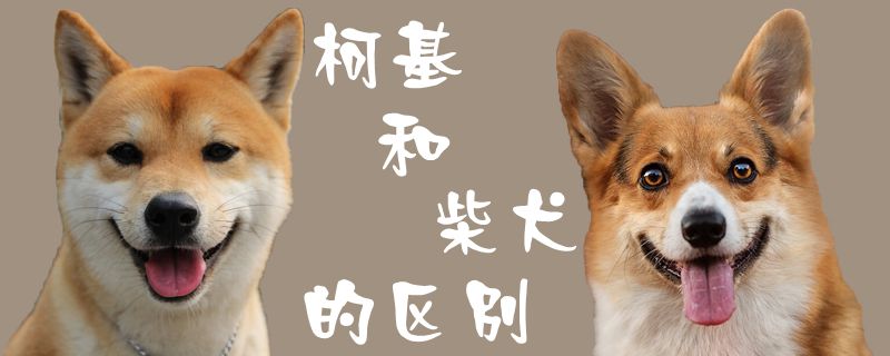 柯基和柴犬的区别「柯基与柴犬的区别」