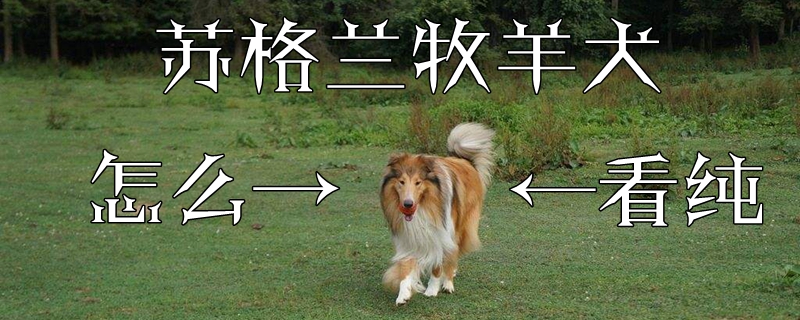 苏格兰牧羊犬怎么看纯