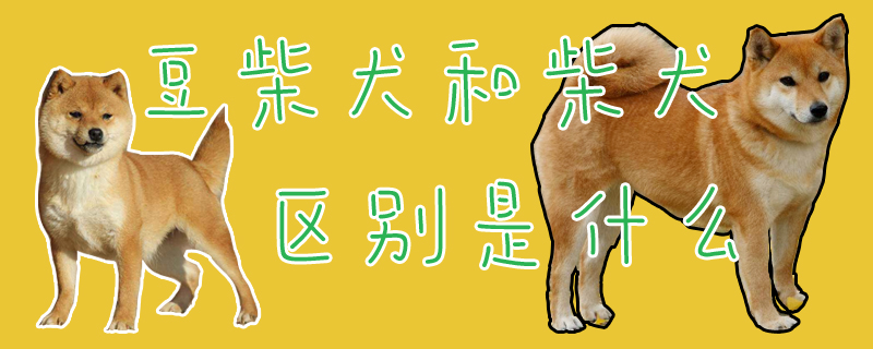 豆柴犬和柴犬区别是什么