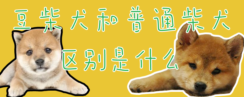 豆柴犬和普通柴犬区别是什么