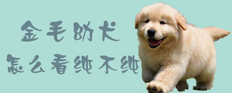 金毛幼犬怎么看纯不纯1