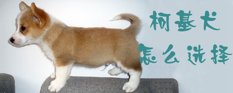 柯基犬怎么选择1